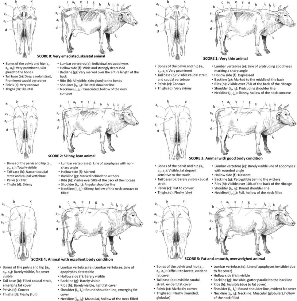 Standardized Body Condition Scoring System For Tropical Farm Animals Large Ruminants Small Ruminants And Equines Tropical Animal Health And Production