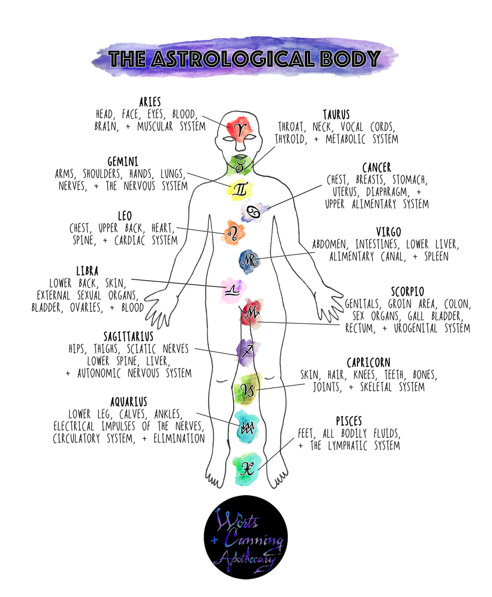 Starmaps The Astrological Body Worts Cunning Apothecary Intersectional Herbalism Magickal Arts