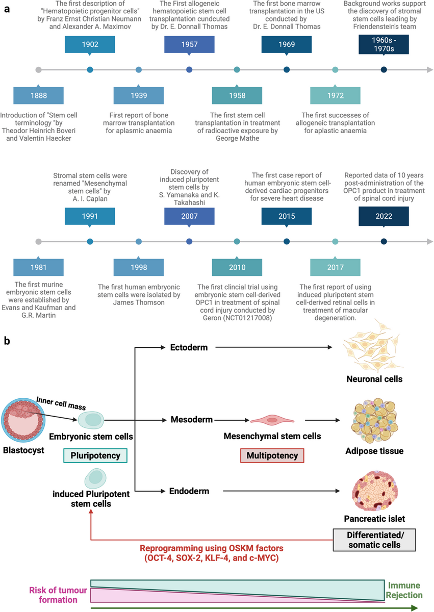 Stem Cell Based Therapy For Human Diseases Signal Transduction And Targeted Therapy Stem Cell Based Therapy For Human Diseases Signal Transduction And Targeted Therapy