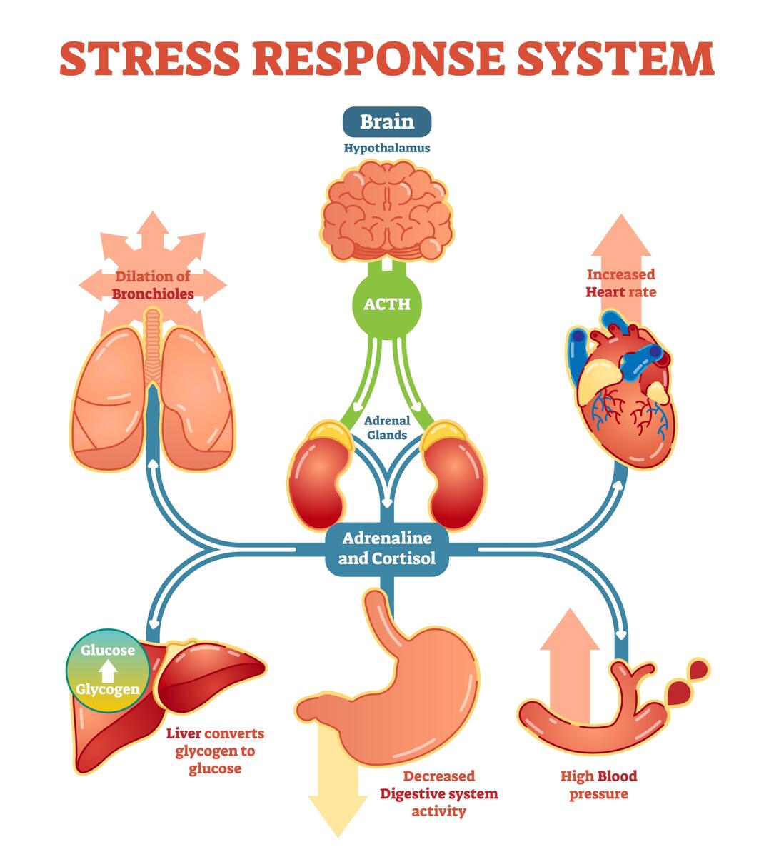 Stress The Health Epidemic Of The 21st Century HCA Healthcare Today
