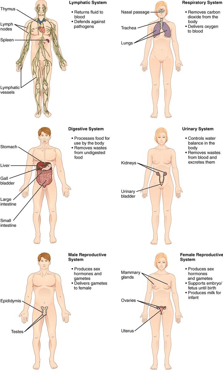 Structural Organization Of The Human Body Anatomy