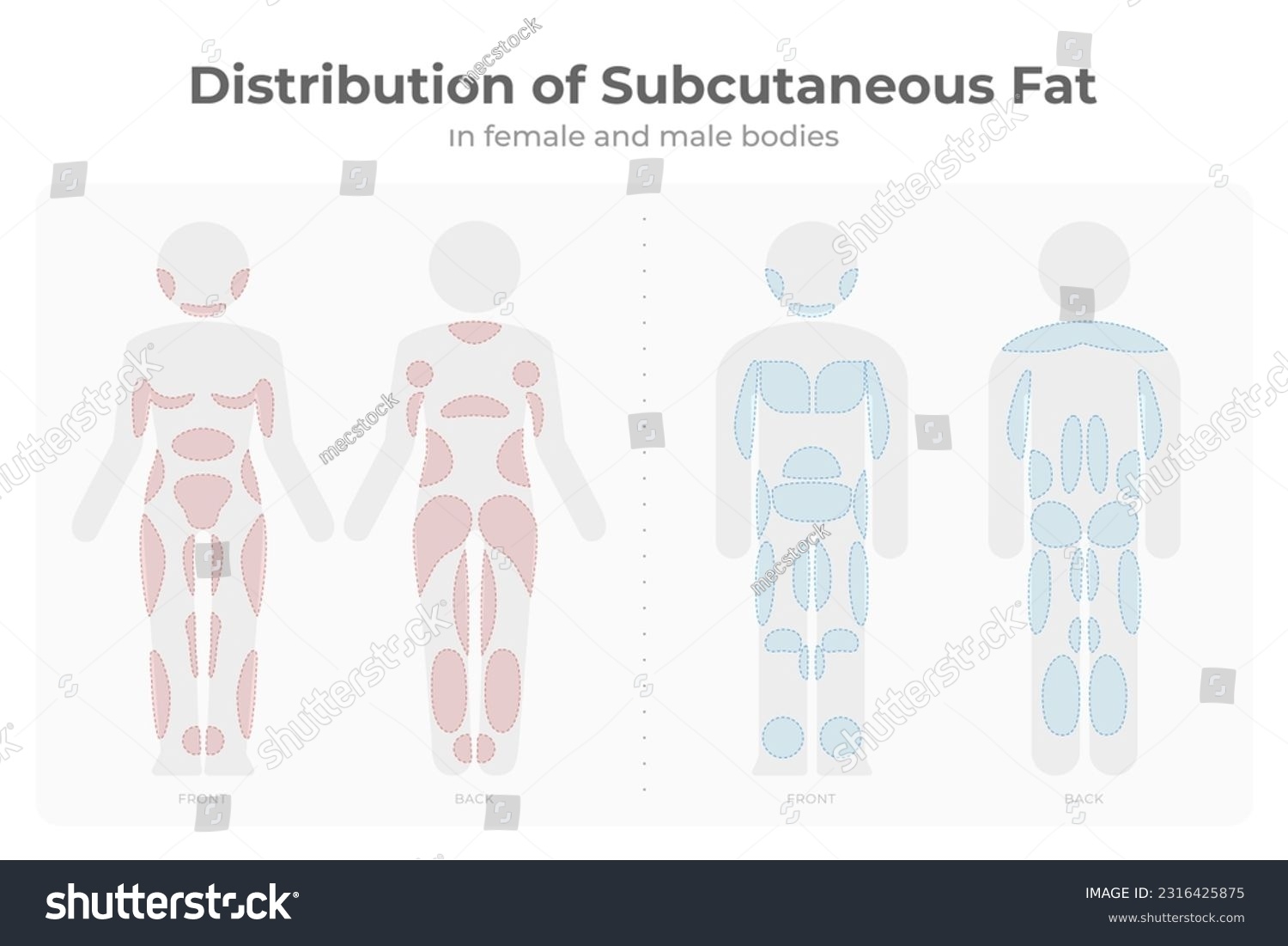 Subcutaneous Fat Distribution Men Women Pictogramvector Stock Vector Royalty Free 2316425875 Shutterstock