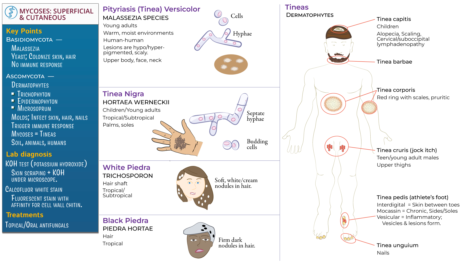 Superficial Cutaneous Mycoses Ditki Medical And Biological Sciences