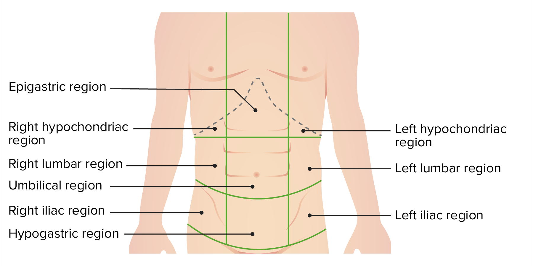 Surgical Anatomy Of The Abdomen Concise Medical Knowledge