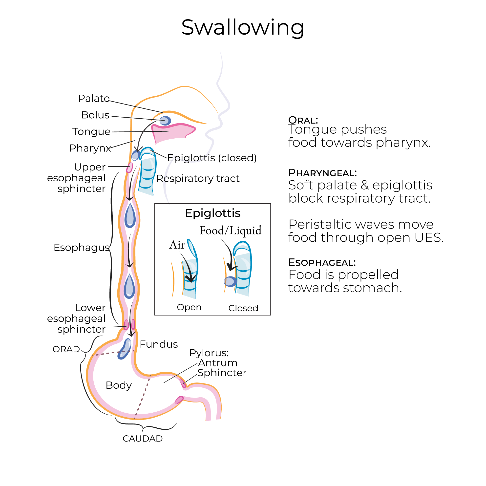 Swallowing Physiology Flashcards Ditki Medical And Biological Sciences