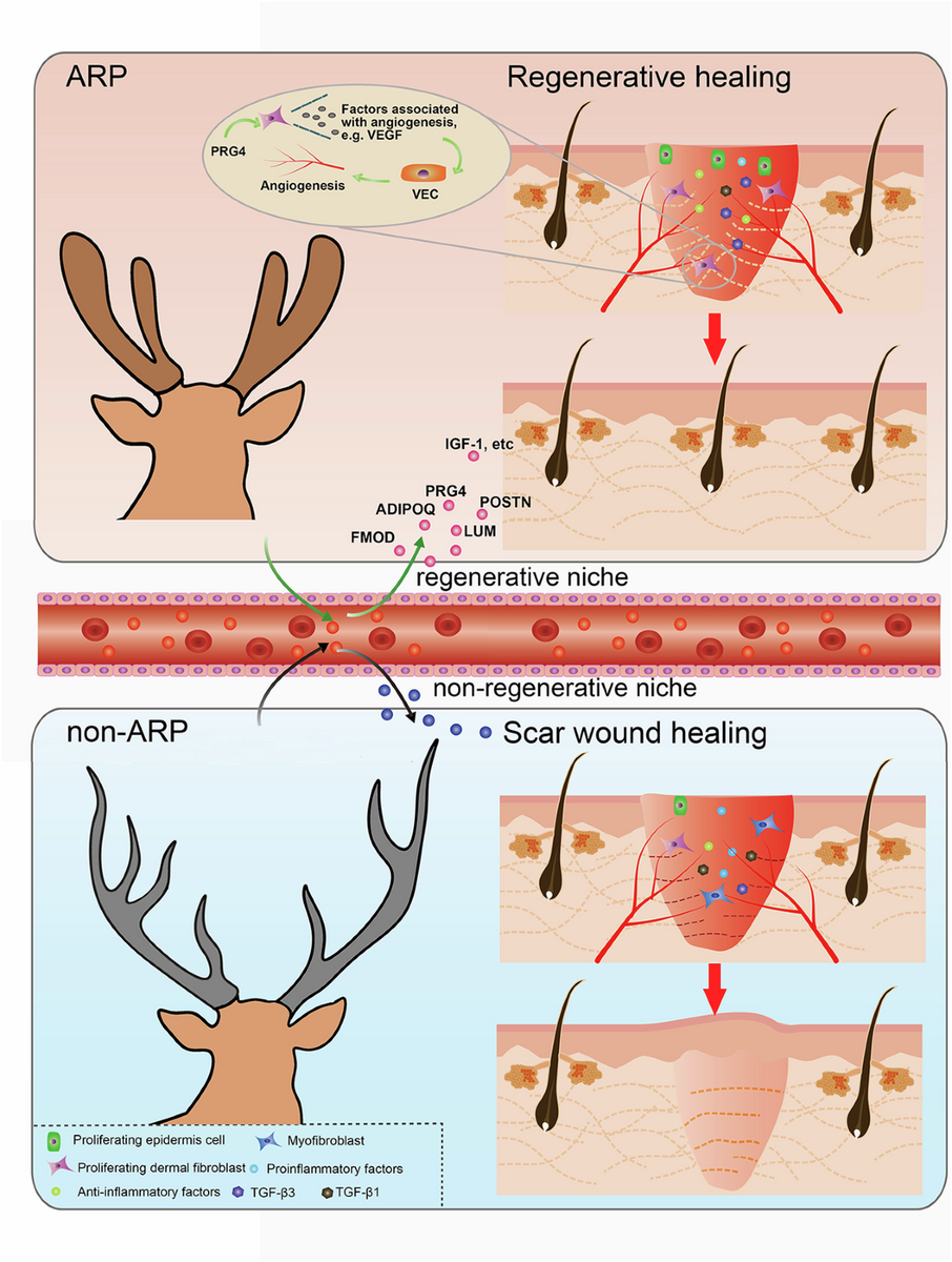 Systemic Factors Associated With Antler Growth Promote Complete Wound Healing Npj Regenerative Medicine