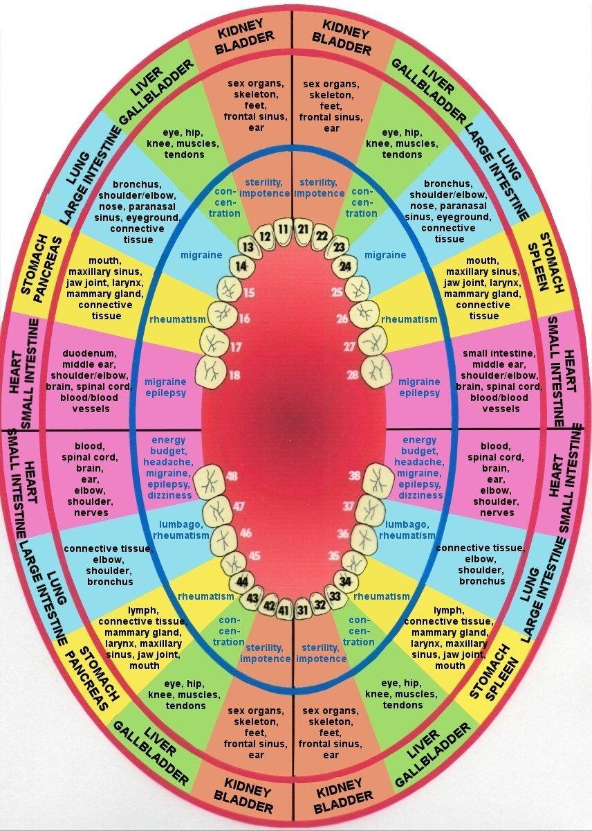 Teeth Meridian Chart In Acupuncture