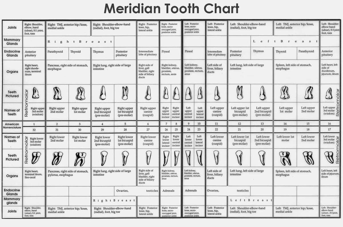 Teeth Meridian Chart Teeth Are Connected To Organs In Our Body