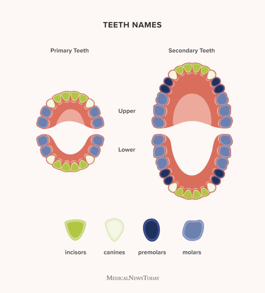 Teeth Names Diagram Types And Functions