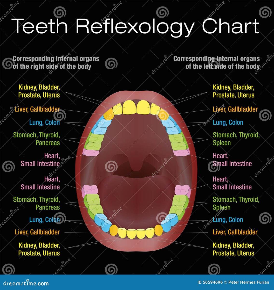 Teeth Reflexology Alternative Dental Health Chart Stock Vector Illustration Of Internal Alternative 56594696