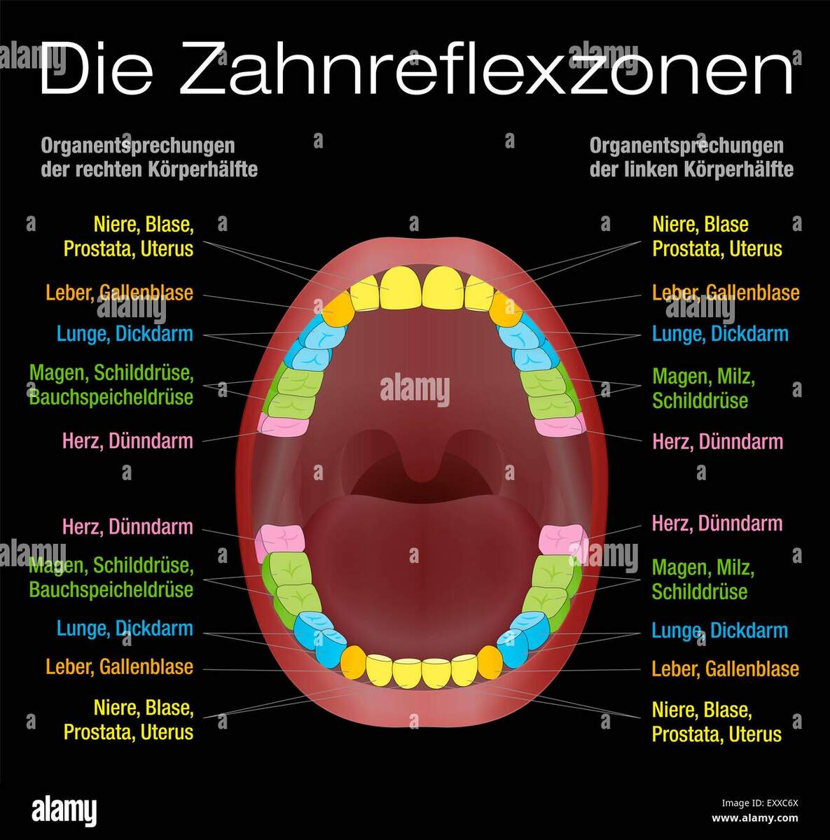 Teeth Reflexology Chart Alternative Dental Health Care Of Permanent Teeth And Corresponding Internal Organs GERMAN LABELING Stock Photo Alamy