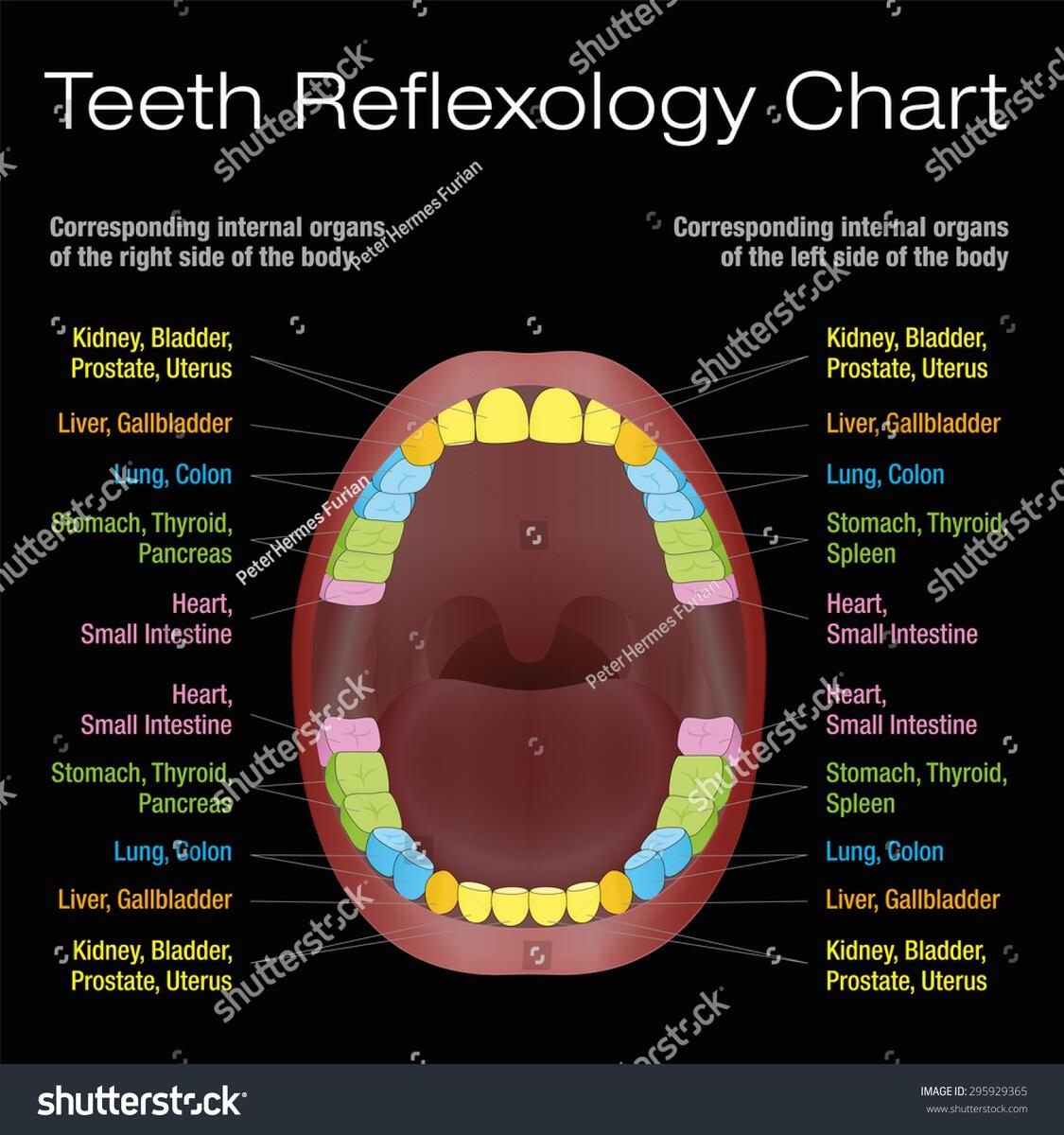 Teeth Reflexology Chart Alternative Dental Health Stock Vector Royalty Free 295929365 Shutterstock Teeth Reflexology Chart Alternative Dental Health Stock Vector Royalty Free 295929365 Shutterstock