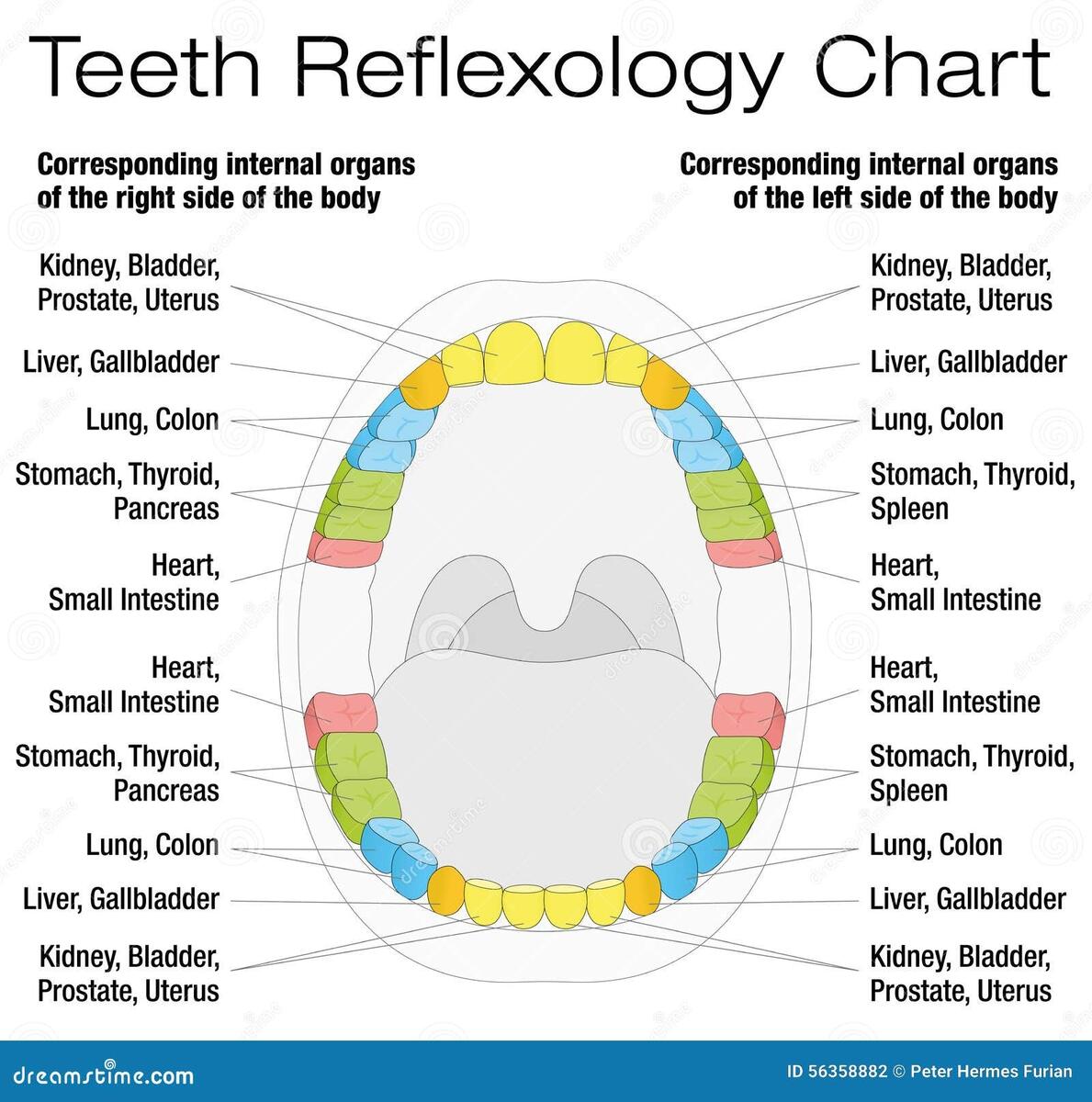 Teeth Reflexology Chart Description Stock Illustrations 6 Teeth Reflexology Chart Description Stock Illustrations Vectors Clipart Dreamstime