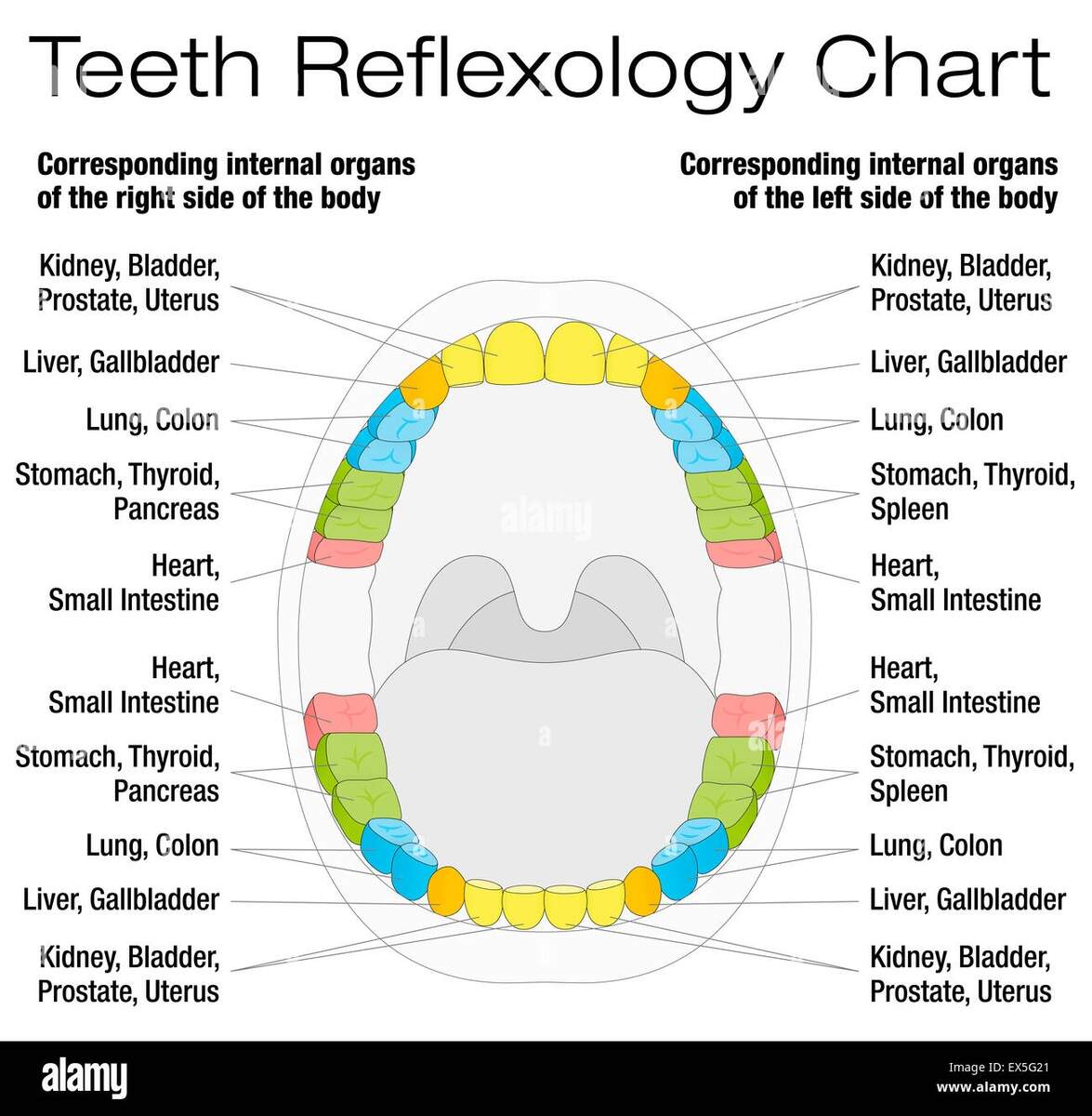 Teeth Meridian Chart Teeth Are Connected To Organs In Our Body