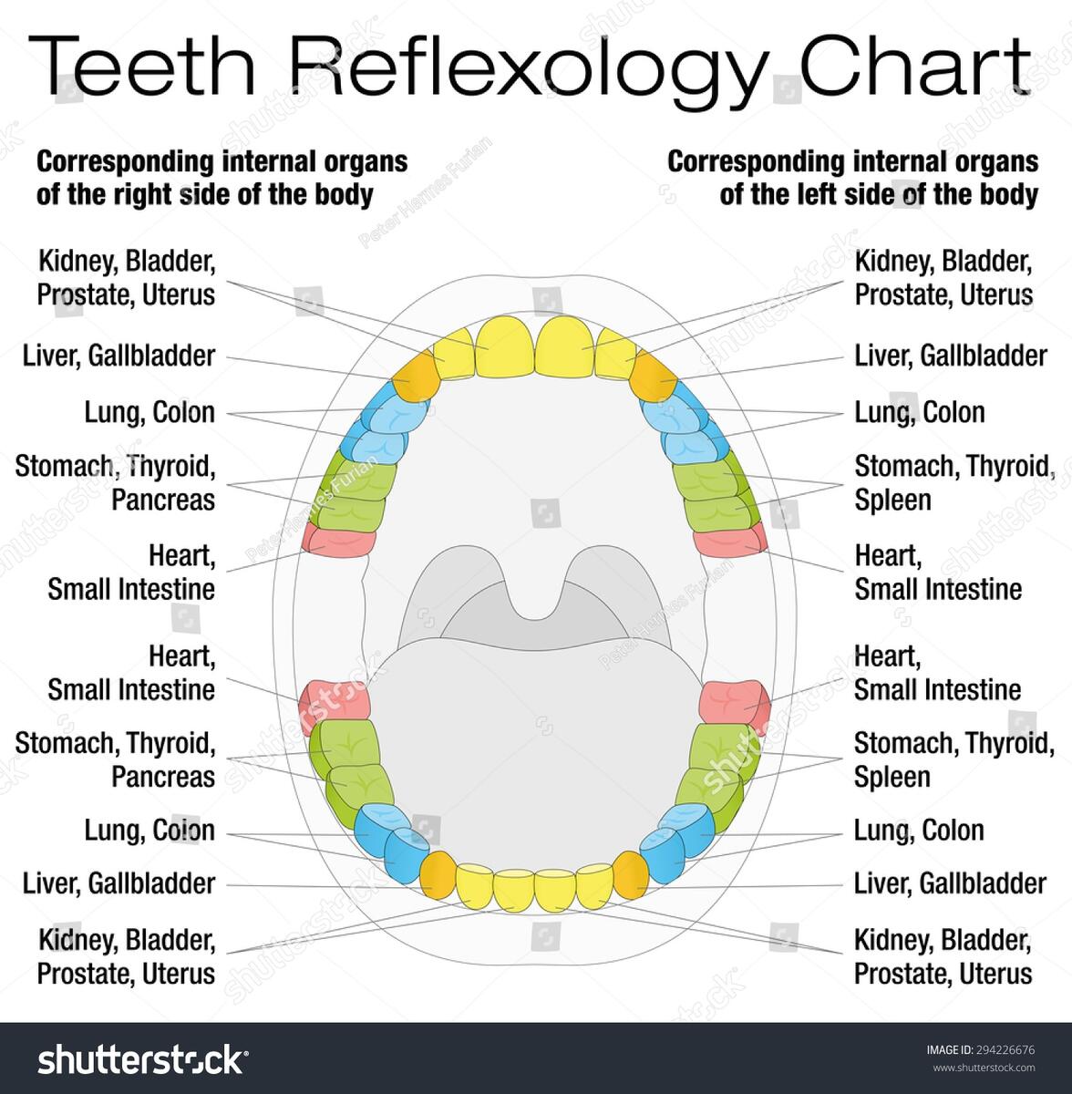 MERIDIAN TOOTH CHART Dr Roze Biohealth Clinic