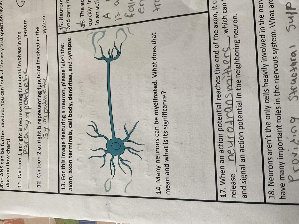 The ANS Can Be Further Divided You Can Look At The Very First Question A