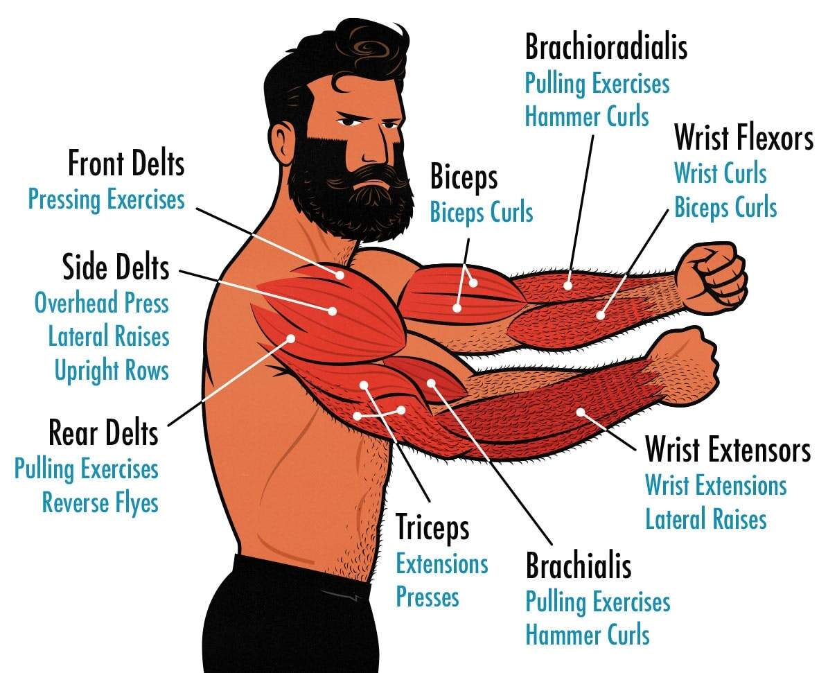 The Best Arm Day Workout For Building Muscle Free 6 Week At Home Workout Plan To Build Muscle And Burn Fat Hydrow