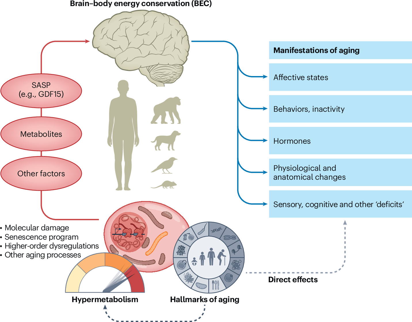 The Brain Body Energy Conservation Model Of Aging Nature Aging