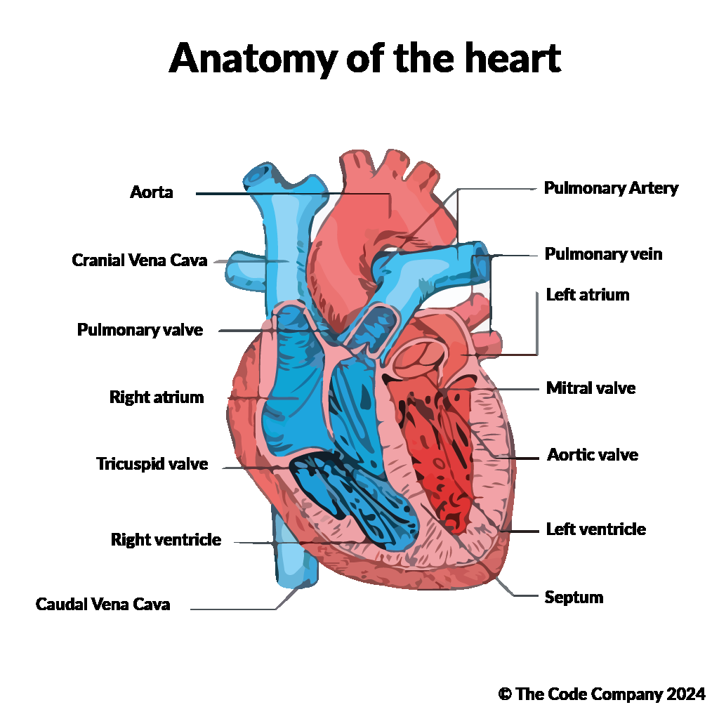 Circulatory Pathways Anatomy And Physiology II