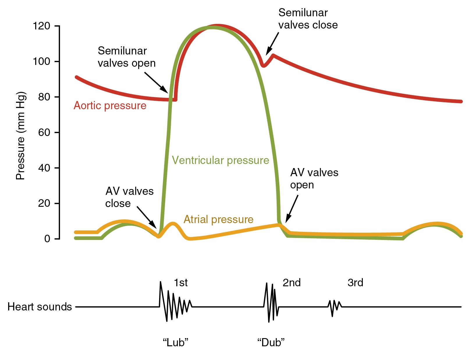 The Cardiac Cycle Measuring And Managing The Output Of The Heart Integrated Human Anatomy And Physiology