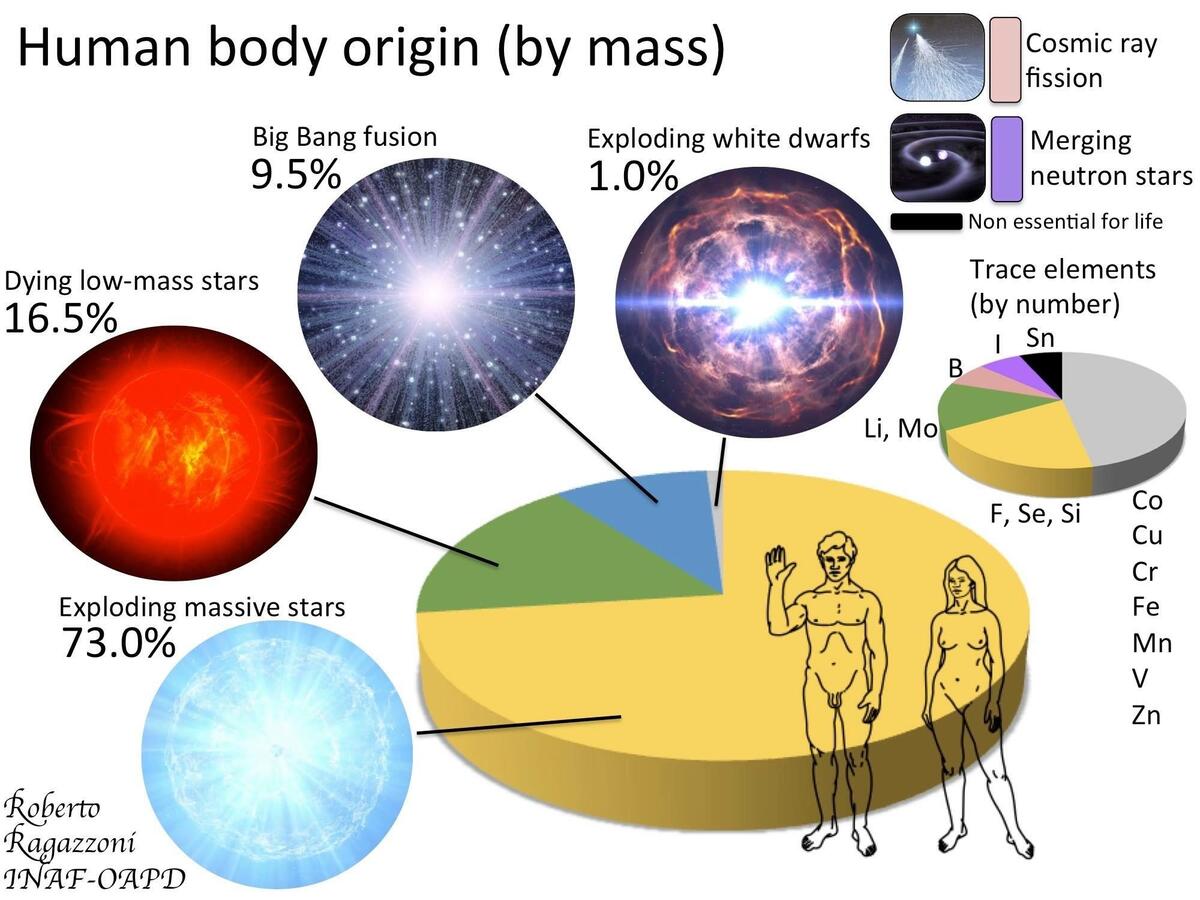 Flat Human Body Composition Diagram Infographic Stock Vector Royalty Free 2278519923 Shutterstock