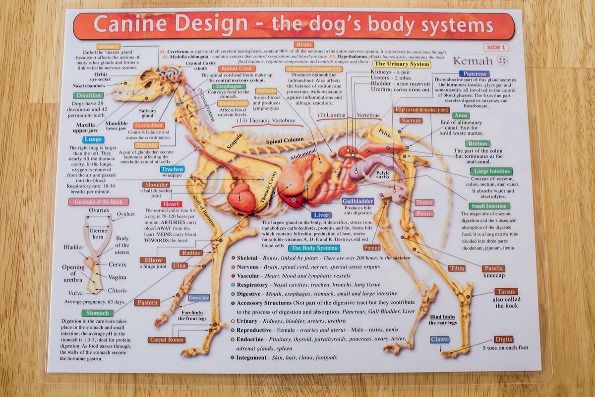 The Dog S Body Systems A Double Sided Laminated Dog Anatomy Chart A Learning And Teaching Chart For Veterinary Science Professionals Veterninary Technicians Dog Lovers And Breeders Amazon Ae Office Products
