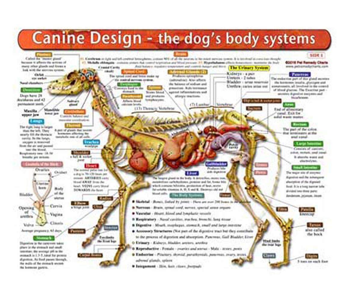 The Dog S Body Systems A Double Sided UV Protected Laminated Dog Anatomy Chart A Learning And Teaching Chart For Veterinary Science Professionals Veterninary Technicians Dog Lovers And Breeders Amazon Co Uk Stationery