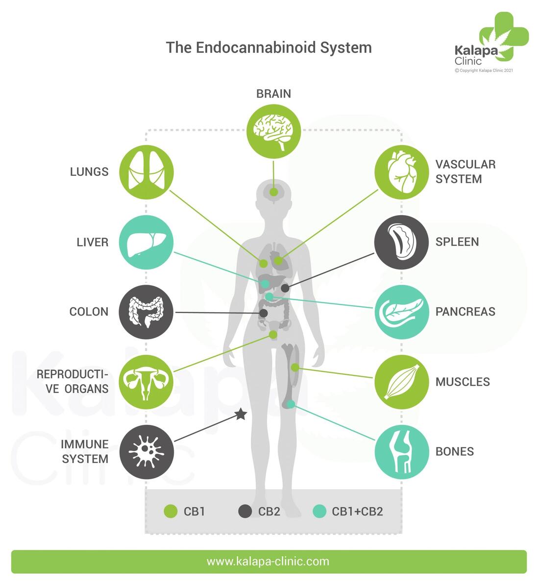 The Endocannabinoid System 101 Medicinal Cannabis Cannabis Cannabinoids Explained Maggie S Farm Cannabis Guide
