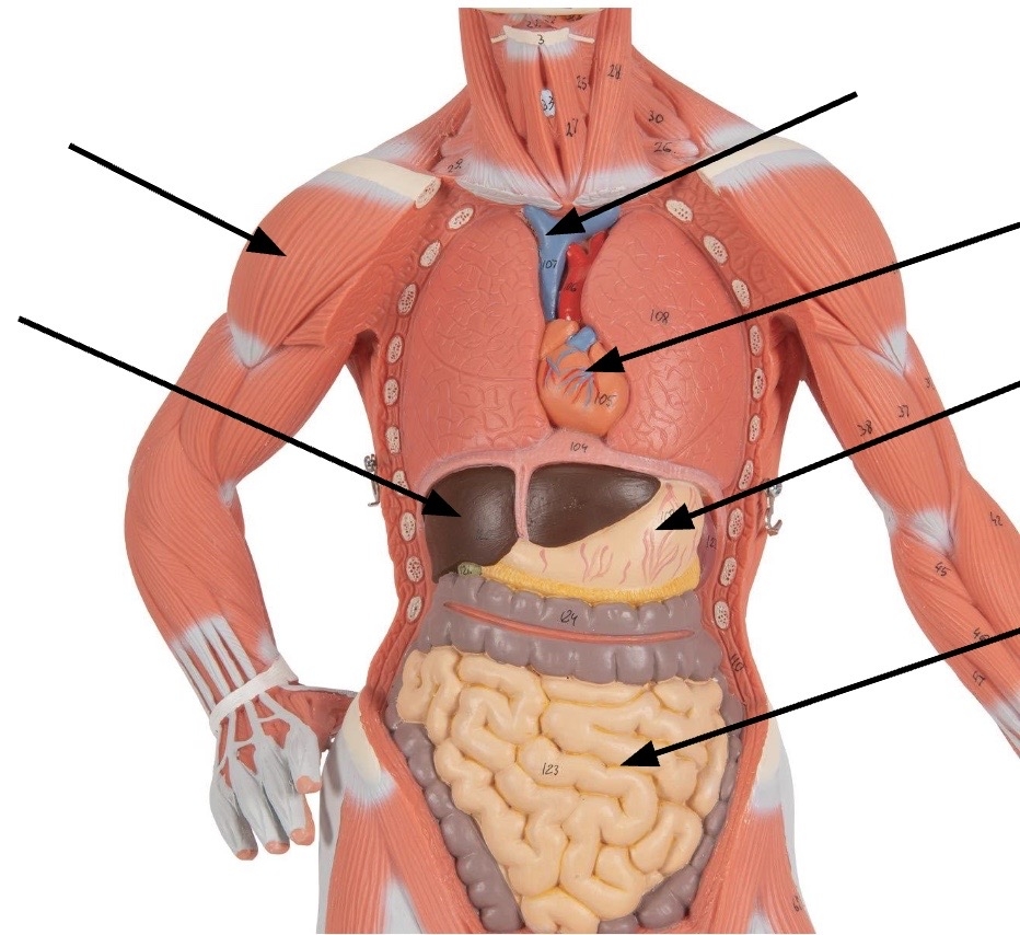 The Human Body Anatomical Terminology Planes And Sections Body Organization And Organ Systems Human Anatomy And Physiology Laboratory Manual Understanding How Structure Determines Function