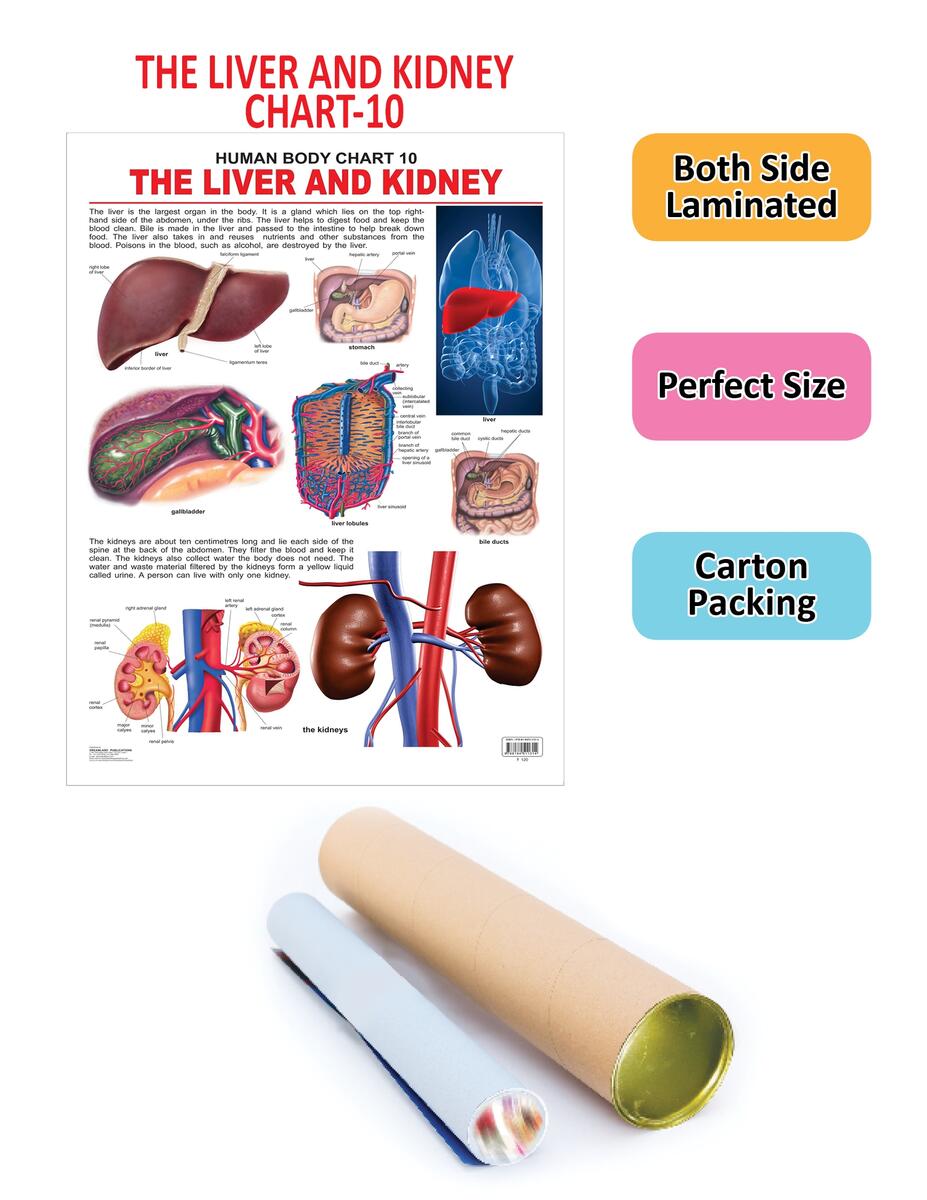 The Liver Kidney