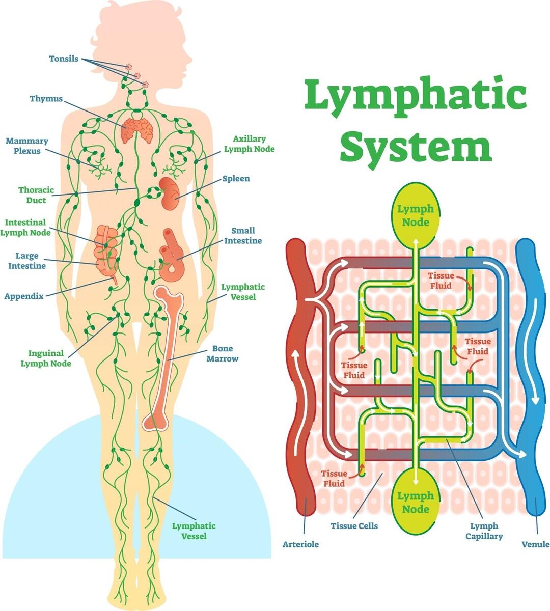 The Lymphatic System Wellness Therapy Clinic Siobh N Casey