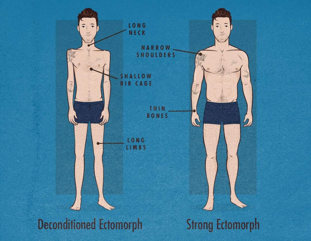 The Male Body Types Ectomorph Endomorph Mesomorph The Male Body Types Ectomorph Endomorph Mesomorph