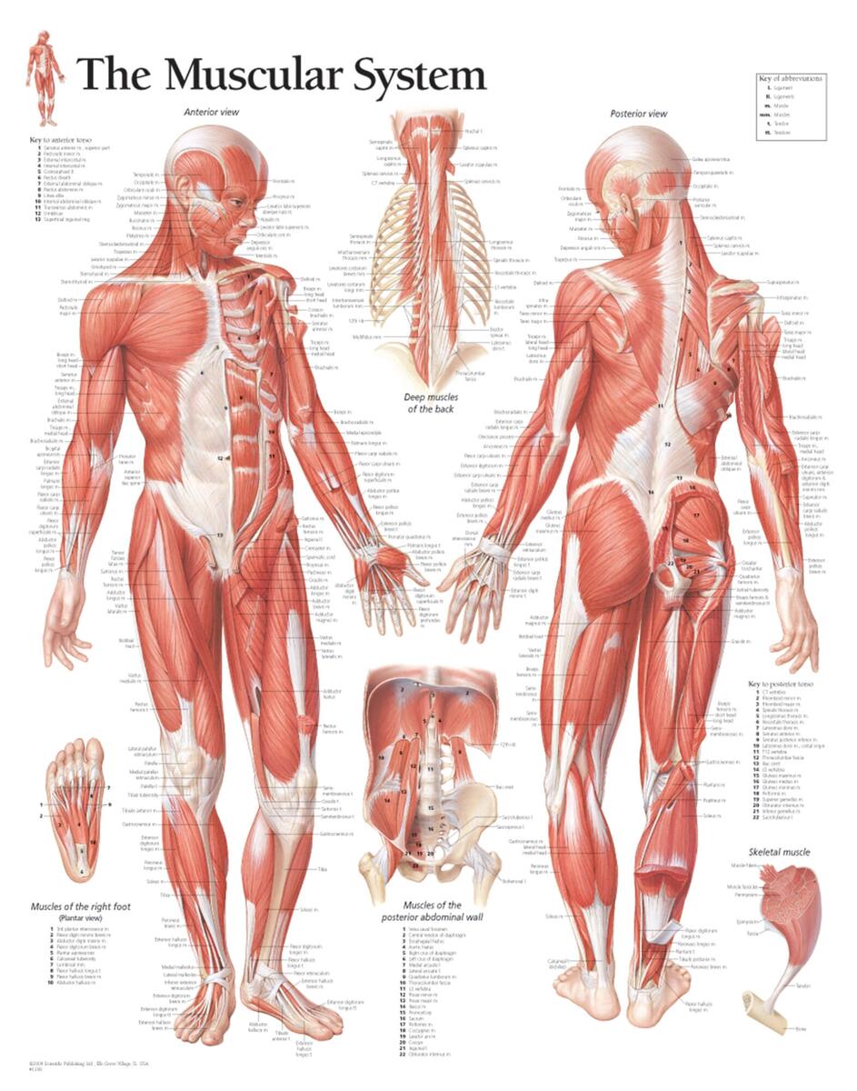 The Male Muscular System Scientific Publishing