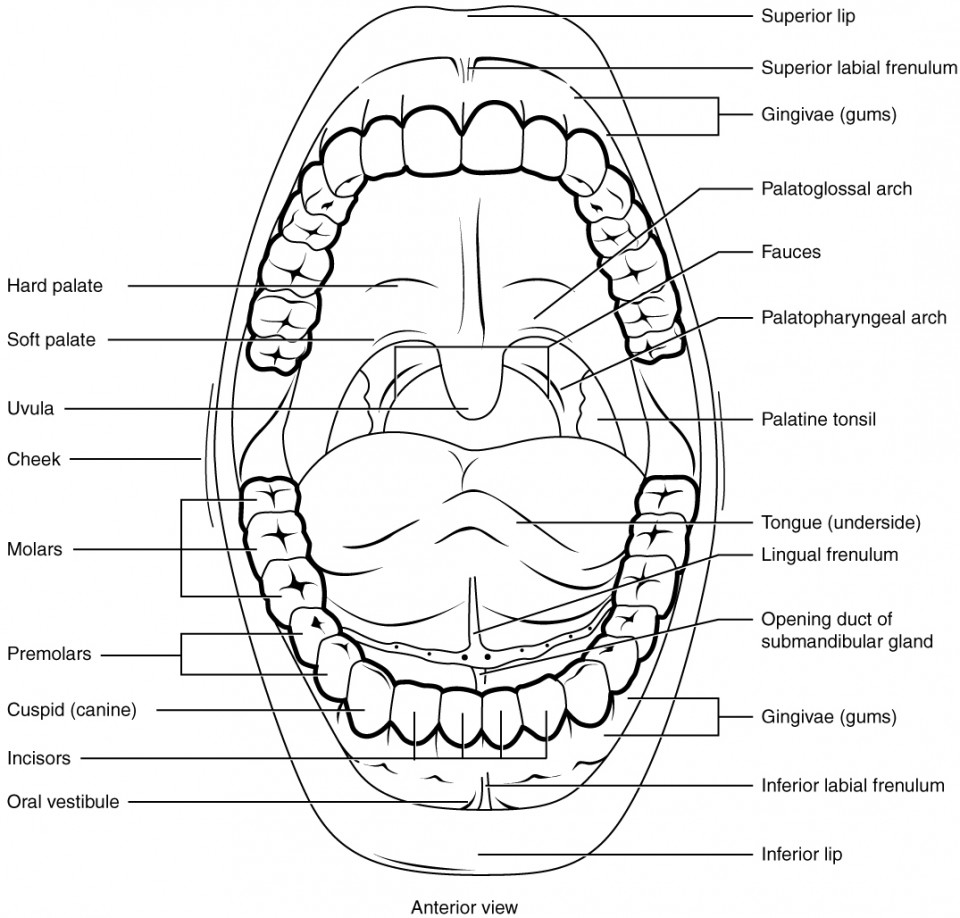 The Mouth Pharynx And Esophagus Anatomy And Physiology II