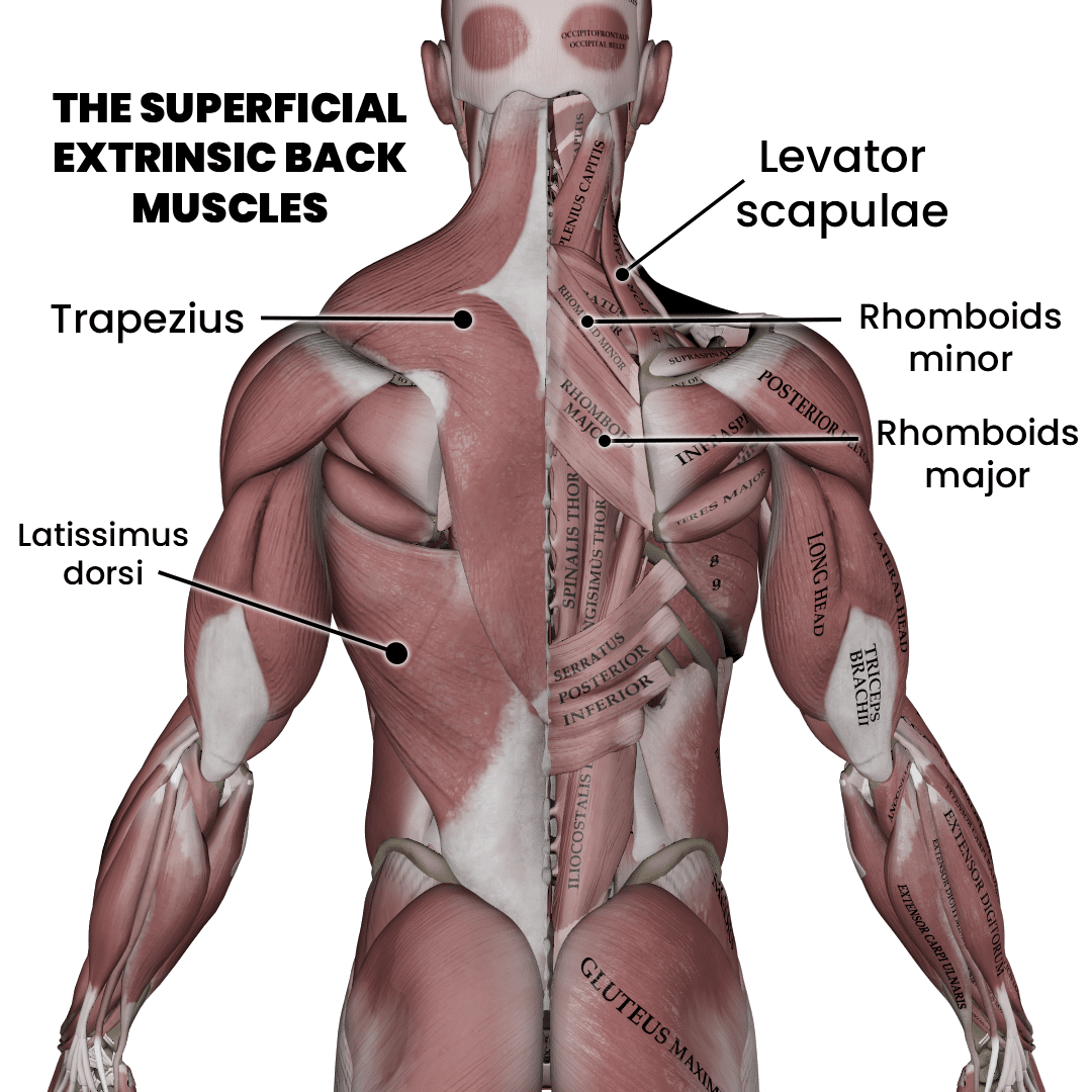 The Muscles Of The Back Anatomy And Function Muscle Motion