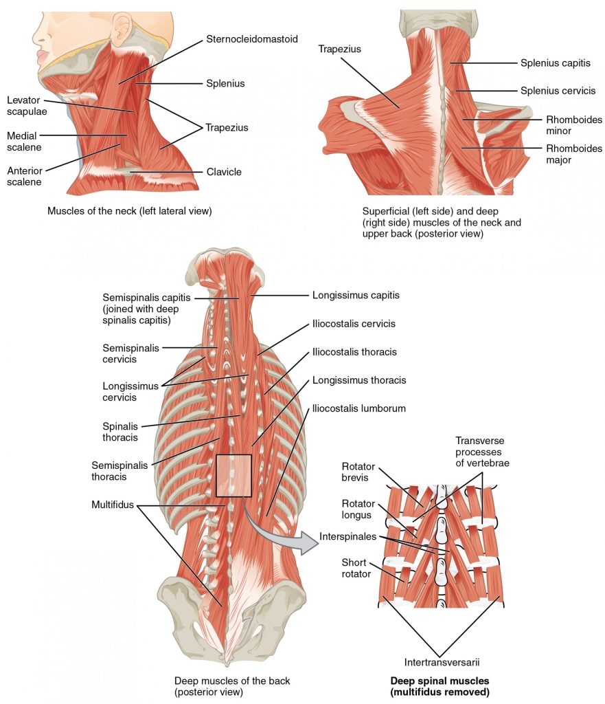 Muscle Anatomy Posters