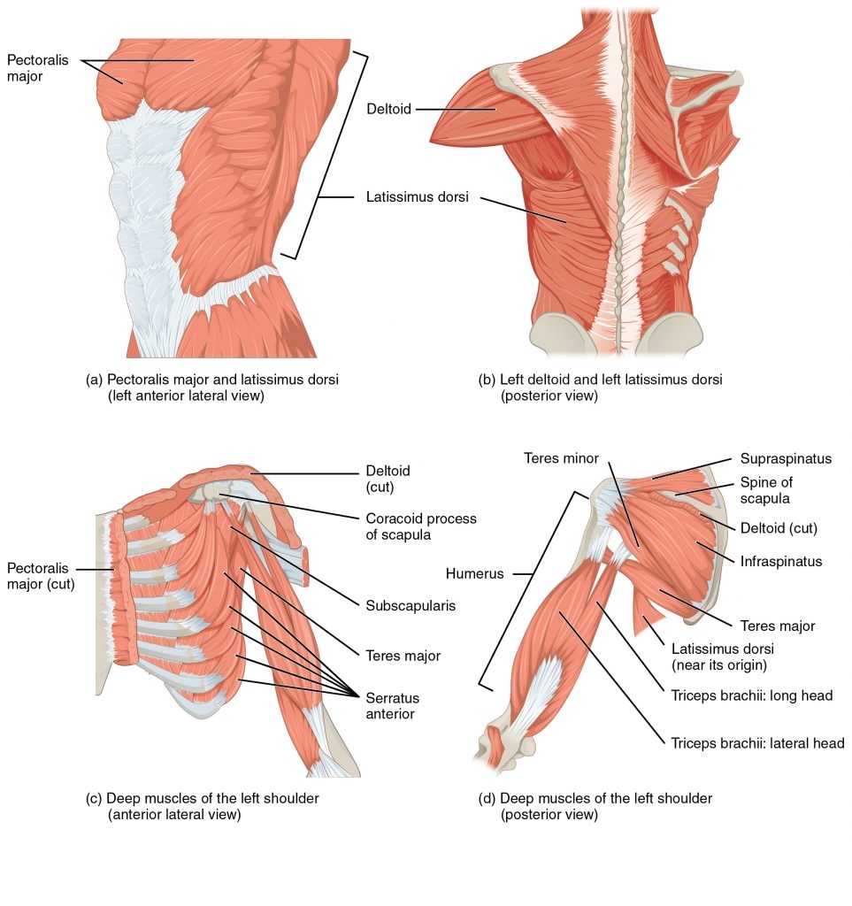 The Muscular System Anatomy Human Anatomy And Physiology Laboratory Manual Understanding How Structure Determines Function