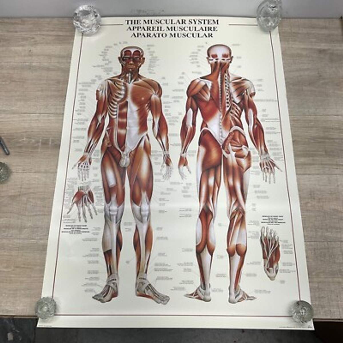 THE MUSCULAR SYSTEM Human Body Anatomy 27x39 POSTER Dated 1999 P26 EBay THE MUSCULAR SYSTEM Human Body Anatomy 27x39 POSTER Dated 1999 P26 EBay