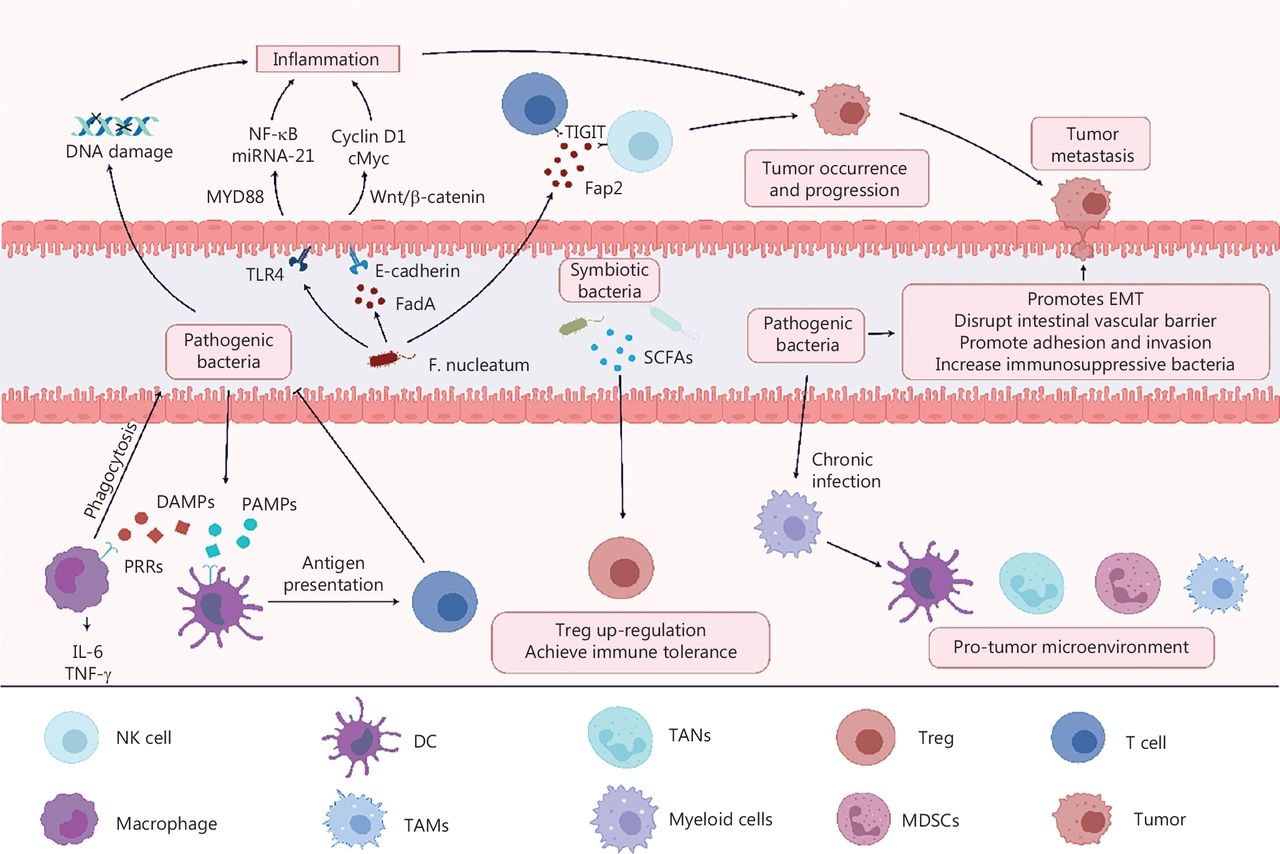 The Role Of Intestinal Flora On Tumorigenesis Progression And The Efficacy Of PD 1 PD L1 Antibodies In Colorectal Cancer Cancer Biology Medicine