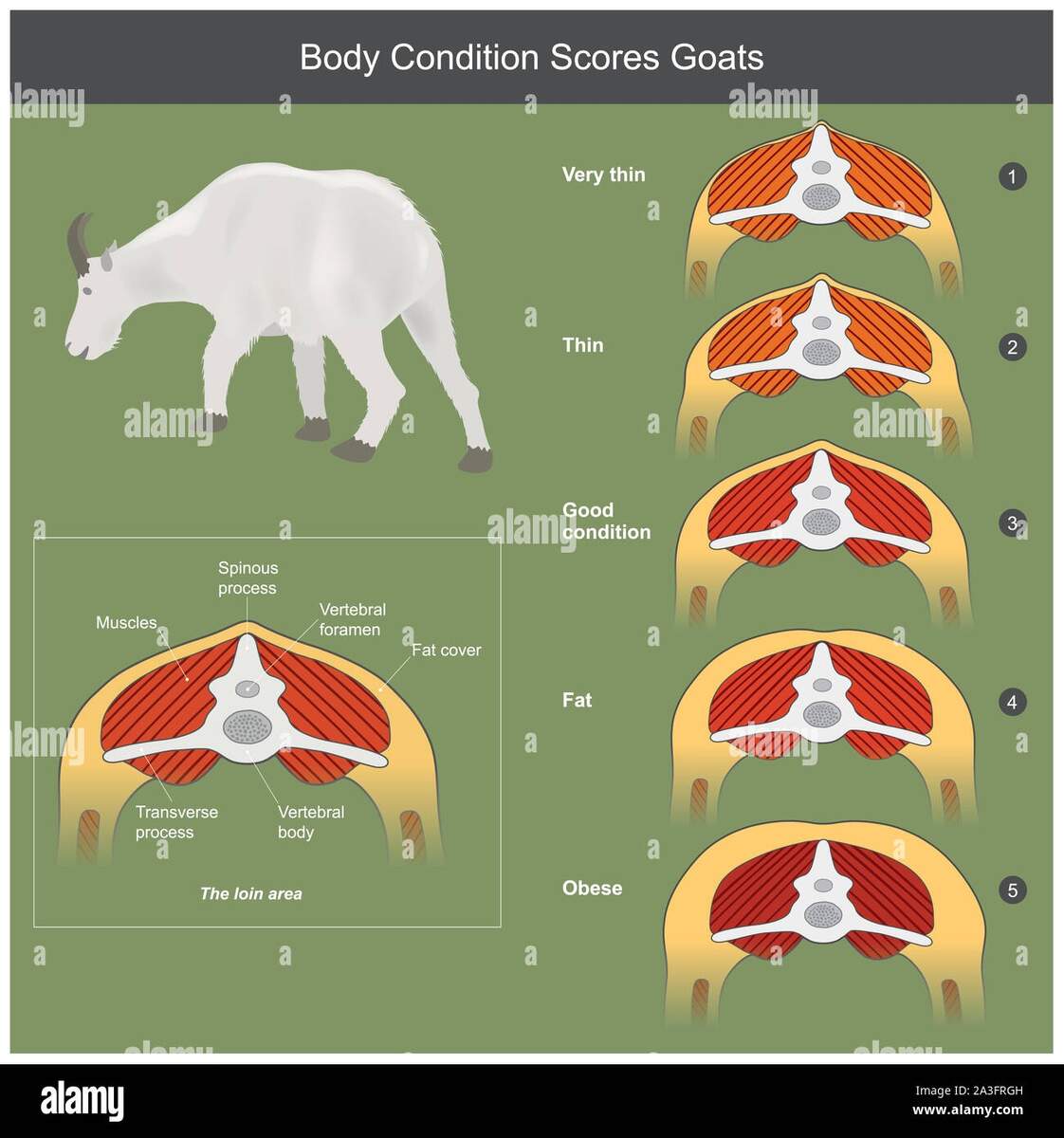 The Scoring Body And Structure Loin Area Of Goats By Analysis The Bone Muscle Structure And Fat Stock Photo Alamy