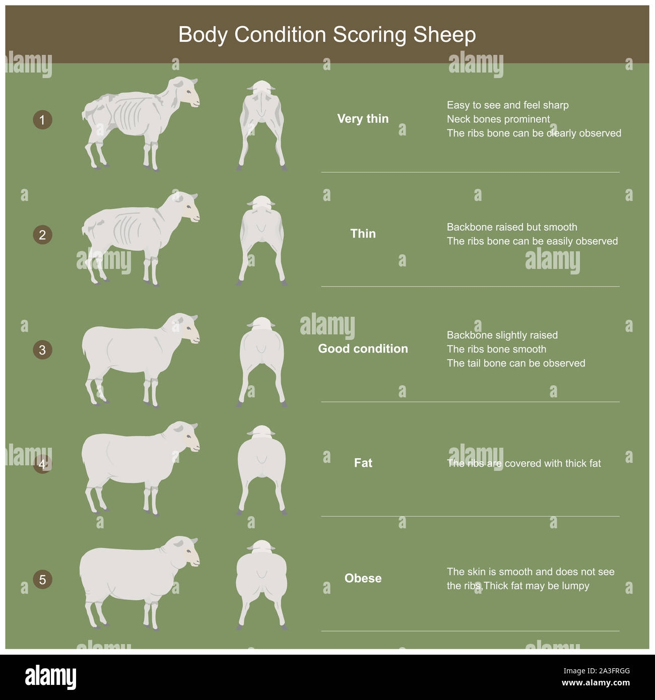 The Scoring Body And Structure Loin Area Of Sheep By Analysis The Bone Muscle Structure And Fat Stock Photo Alamy