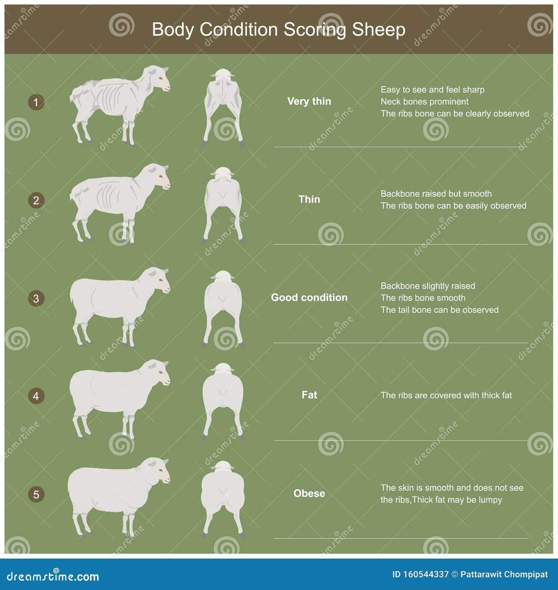 The Scoring Body And Structure Loin Area Of Sheep Stock Vector Illustration Of Collection Bone 160544337