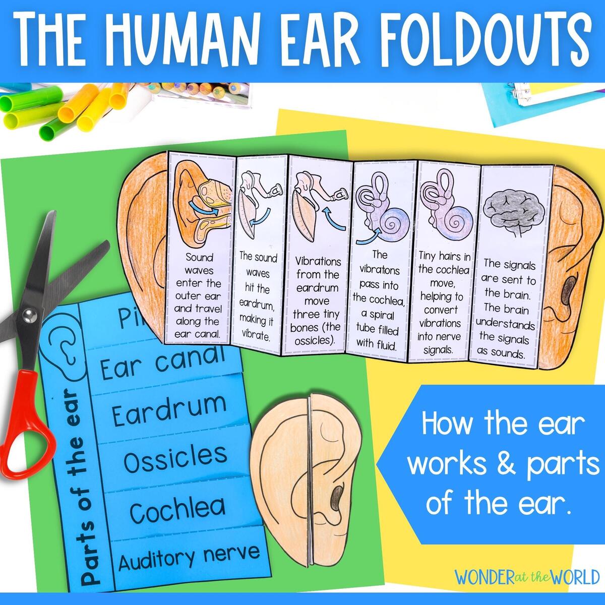 The Sense Of Hearing Etsy