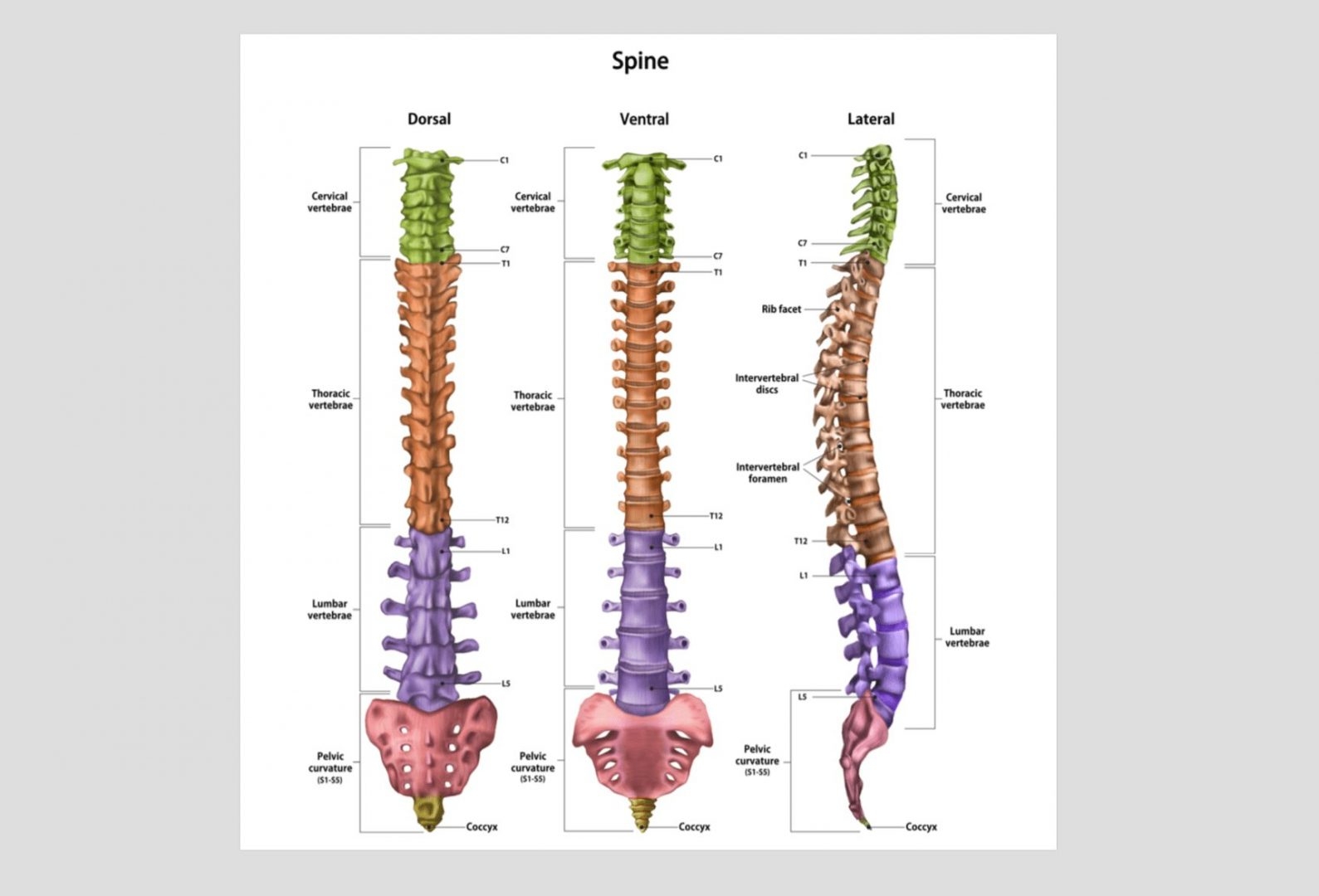 The Spine Anatomy And Function
