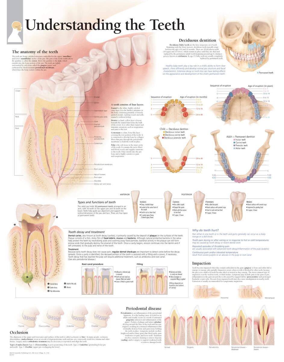 Teeth Names Diagram Types And Functions