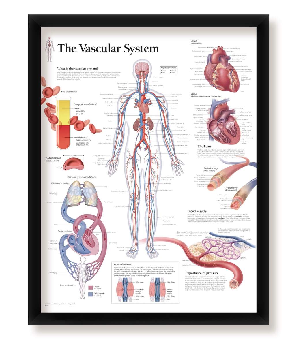 The Vascular System Framed Medical Educational Informational Poster Diagram Doctors Office School Classroom 22x28 Inches Walmart The Vascular System Framed Medical Educational Informational Poster Diagram Doctors Office School Classroom 22x28 Inches Walmart