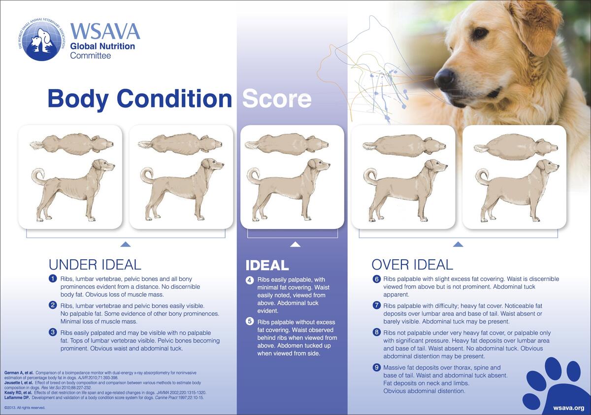 The Veterinary Nurse Assessing Body Condition Scores Assigned To Images Of Dogs By Veterinary Nurses Working In Urban Rural And Suburban Settings In New Zealand The Veterinary Nurse Assessing Body Condition Scores Assigned To Images Of Dogs By Veterinary Nurses Working In Urban Rural And Suburban Settings In New Zealand