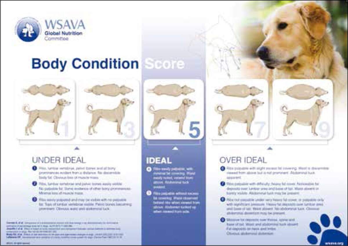 The Veterinary Nurse How To Approach Weight Loss In The Obese Canine The Veterinary Nurse How To Approach Weight Loss In The Obese Canine