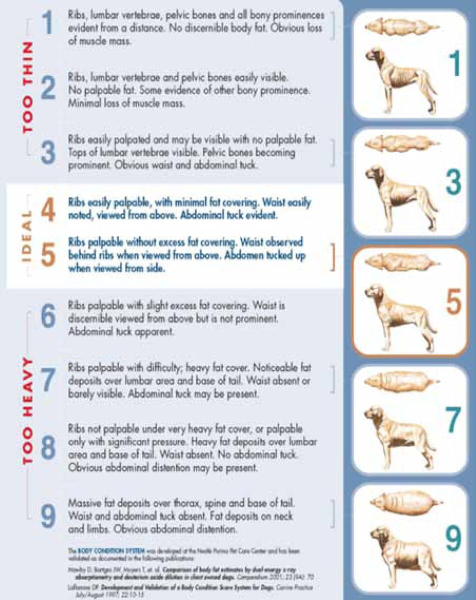 Five Tips For A Successful Spring Turnout The Northwest Horse Source