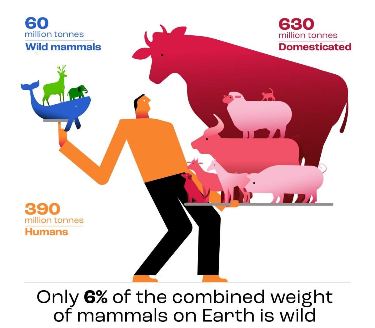 The Weight Of Responsibility Biomass Of Livestock Dwarfs That Of Wild Mammals The Weight Of Responsibility Biomass Of Livestock Dwarfs That Of Wild Mammals